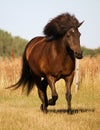 A dark icelandic horse is running on the paddock Royalty Free Stock Photo