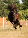 A dark icelandic horse is running on the paddock Royalty Free Stock Photo