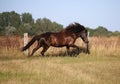 Running icelandic horse Royalty Free Stock Photo