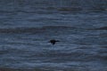 Dark image of shorebird soaring across the ocean Royalty Free Stock Photo