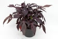 Dark Ipomoea on white background. Ipomoea plant. The morning glory flowers of sweet potato. Variety of morning glory yak