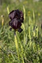 Dark iris flower head with dew drops close-up on a blurred background Royalty Free Stock Photo