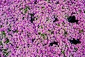 Dark Knight Sweet Alyssum flower in purple. Royalty Free Stock Photo