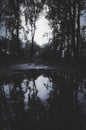Dark lake at night in the forest with reflection Royalty Free Stock Photo