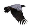 Dark large grey crow on white Royalty Free Stock Photo