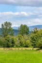 dark layers of cloud stretch over herd of elk in field Royalty Free Stock Photo