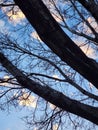 Dark Leafless Tree Limbs against a Blues sky with White clouds at Sunsets