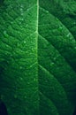 Dark Leaves background water drop Leaf surface Royalty Free Stock Photo