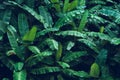 Dark leaves Banana leaf In the rainy season