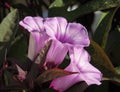 Dark leaves and bright purple potato vine and flowers detail Royalty Free Stock Photo