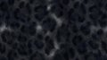 Seamless Black Leopard (Panther) Fur Pattern Texture Royalty Free Stock Photo