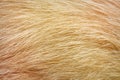 Dark and light brown cat fur patterns texture for background Royalty Free Stock Photo