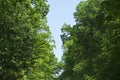 dark and light green crowns of oaks forming among themselves a narrowing gorge which is the sky