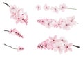 Dark and light pink sakura flowers.