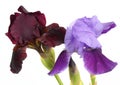 Dark and light purple bearded iris