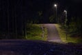 Dark lighted path in fir forest.