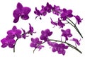 Dark lilac orchid flowers collection isolated on white