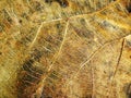 The dark of line detail on dry leaf texture Royalty Free Stock Photo