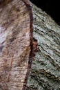 Dark lumber with grey bark Royalty Free Stock Photo
