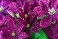 Dark magenta background of clematis flowers with water droplets Royalty Free Stock Photo