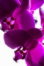 Dark Magenta Orchids