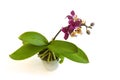 Dark magenta red orchid phalenopsis branch in blooms closeup flower isolated on white background. Symbol of luxury