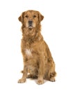 Dark male golden retriever dog male sitting looking at the camera isolated on a white background Royalty Free Stock Photo