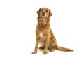 Dark male golden retriever dog male sitting looking up with mouth open isolated on a white background Royalty Free Stock Photo