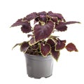 Dark maroon coleus with green border i