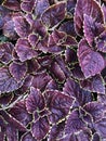 Burgundy coleus edged with light green