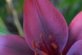 Lily Maroon Flower Petals Royalty Free Stock Photo