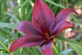 Lily Maroon Flower on Green Royalty Free Stock Photo