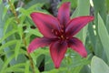 Lily Maroon Flower on Green Royalty Free Stock Photo