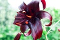 Dark maroon lily in the garden Royalty Free Stock Photo