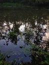 Dark marsh with sunset light . Swamp background Royalty Free Stock Photo