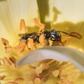 A dark metallic green Small Carpenter Bee (Ceratina sp) pollinating the anthers of a yellow rose flower.