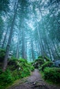 Dark misty forest landscape - big trees, path, roots and stones Royalty Free Stock Photo