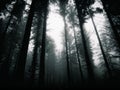 Dark misty Forest Royalty Free Stock Photo