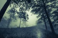 Dark misty forest path in fog, Halloween concept Royalty Free Stock Photo