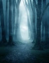 Dark and Misty Forest Pathway