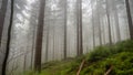 Dark and misty forest in the Stolowe Mountains.