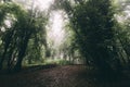 Dark misty green woods in summer Royalty Free Stock Photo