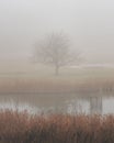 A dark, misty and mysterious winterscape scene tree, lake