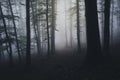Dark misty Transylvanian forest Royalty Free Stock Photo