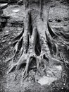 Dark monochrome close up image of old twisted tree roots in rocky ground with textured bark Royalty Free Stock Photo