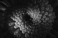 Dark monochrome image: large chrysanthemum in drops of water close-up