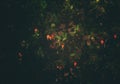 A beautiful cashewnut apples in a tree