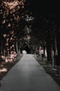 Dark moody cement path leading through a dark forest. Royalty Free Stock Photo