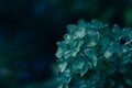 Dark moody faded autumn flower, blue fall plants decay Royalty Free Stock Photo