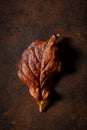 Dark moody faded brown autumn leaf background, fall decay Royalty Free Stock Photo